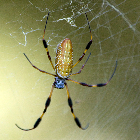 Golden Silk Orb-Weaver