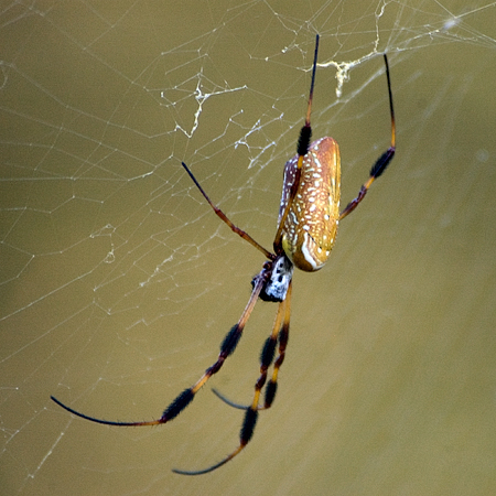 Golden Silk Orb-Weaver