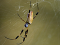 Golden Silk Orb-Weaver