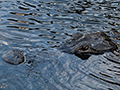 American Alligator