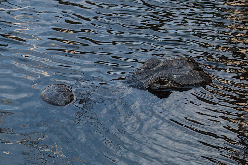 American Alligator, Everglades National Park, Florida