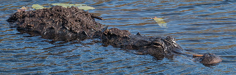 American Alligator, Everglades National Park, Florida