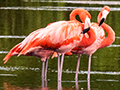 American Flamingo, Cayo Guillermo, Cuba