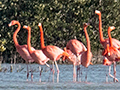 American Flamingo, Las Salinas de Brito, Cuba