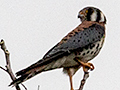 American Kestrel-North American Migraory Race, Guanahacabibes Peninsula, Cuba