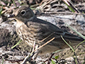 First Record of an American Pipit in Cuba-Guanahacabibes Peninsula, Cuba