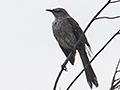 Bahama Mockingbird, Cayo Guillermo, Cuba