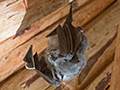 Bat, Santa Clara, Cuba