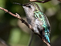 Bee Hummingbird, Guanahacabibes Peninsula, Cuba, A Cuban Endemic