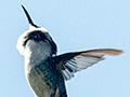 Bee Hummingbird, La Cuchilla, Matanzas, Cuba, A Cuban Endemic