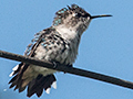 Bee Hummingbird, La Cuchilla, Matanzas, Cuba, A Cuban Endemic