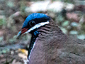 Blue-headed Quail-Dove, A Cuban Endemic, Refugio de Fauna Bermejas, Cuba