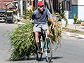 Bicyclist With Sugar Cane, Carretera Central de Cuba