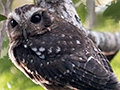 Bare-legged Owl, A Cuban Endemic, Refugio de Fauna Bermejas, Cuba