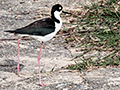 Black-necked Stilt, San Luis Ditch, Cuba