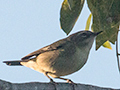 Black-throated Blue Warbler, Cueva del Jabali, Cayo Coco, Cuba