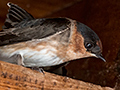 Cave Swallow, Culeta Buena, Matanzas, Cuba