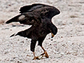 Cuban Black Hawk - A Cuban Endemic, Guanahacabibes Peninsula, Cuba