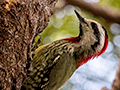 Cuban Green Woodpecker, A Cuban Endemic, La Boca de Guam, Zapata Peninsula, Cuba