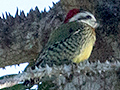 Cuban Green Woodpecker, A Cuban Endemic, Cuba