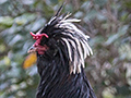 Roadside Chicken, Santa Clara, Cuba