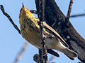 Cape May Warbler, Sol Cayo Coco Hotel, Cuba