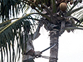 Harvesting Coconuts, Cayo Coco, Cuba