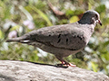 Common Ground-Dove, Hacienda Cortina, La Gira National Park, Cuba