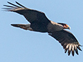 Crested Caracara, La Cuchilla, Matanzas, Cuba