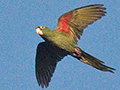 Cuban Parakeet, A Cuban Endemic, Refugio de Fauna Bermejas, Cuba