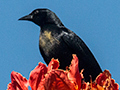 Cuban Blackbird, A Cuban Endemic, La Boca de Guam, Zapata Peninsula, Cuba