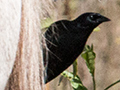 Cuban Blackbird, A Cuban Endemic, San Blas, Cuba