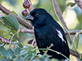 Cuban Bullfinch, Cayo Coco, Cuba