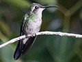 Cuban Emerald, Cayo Paredn Grande, Cuba