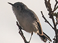 Cuban Gnatcatcher - A Cuban Endemic, Cayo Paredn Grande, Cuba