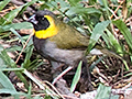 Cuban Grassquit-a Cuban Endemic, La Chorrera Campismo, Cuba