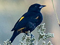 Cuban Oriole, Hotel Playa Larga, Havana, Cuba