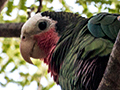 Cuban Parrot, A Cuban Endemic, La Boca de Guam, Zapata Peninsula, Cuba