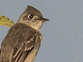 Cuban Pewee, Cayo Paredn Grande, Cuba