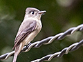 Cuban Pewee, La Chorrera Campismo, Cuba