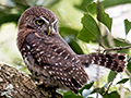 Cuban Pygmy-Owl - A Cuban Endemic, Guanahacabibes Peninsula, Cuba