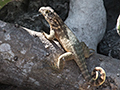 Curly-tailed Lizard, La Cuchilla, Matanzas, Cuba