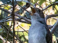 Cuban Solitaire - A Cuban Endemic - La Cueva de los Portales, Cuba