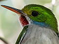 Cuban Tody, A Cuban Endemic, Guanahacabibes Peninsula, Cuba