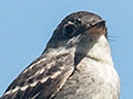 Eastern Wood-Pewee, Guanahacabibes Peninsula, Cuba