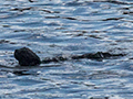 Otter? No, a Cat! Bay of Pigs, Zapata Peninsula, Cuba