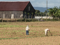 Cuban Farmland, Carretera Central de Cuba