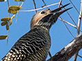 Fernandia's Flicker, A Cuban Endemic, La Boca de Guam, Zapata Peninsula, Cuba