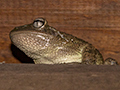 Cuban Tree Frog, Hotel Mara la Gorda, Guanahacabibes Peninsula, Cuba