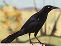 Greater Antillean Grackle, Sol Cayo Coco Hotel, Cuba